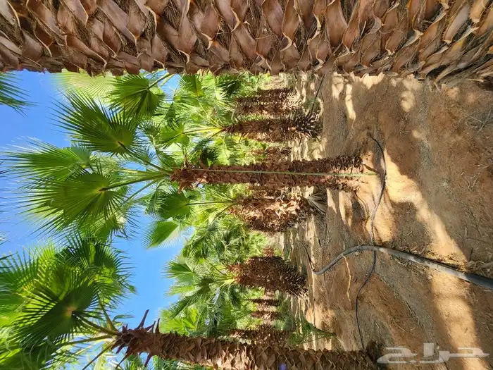 مشتل الجزيرة نخل واشنطن أمريكي للبيع 7