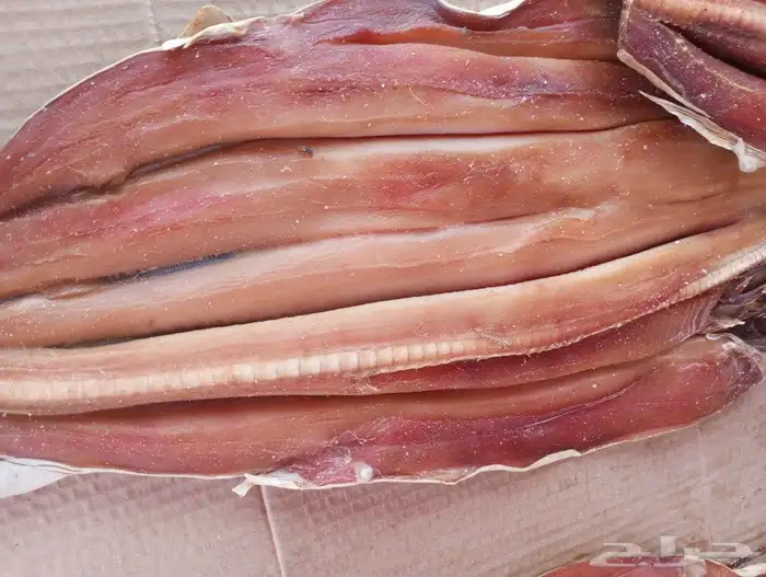 لخم يصم الرأس صم على شروطه 2