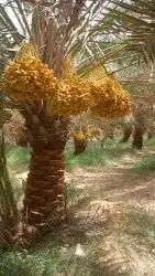 نشتري جميع انواع التمور 1