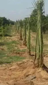 نخل للبيع مثمر وزينه 0