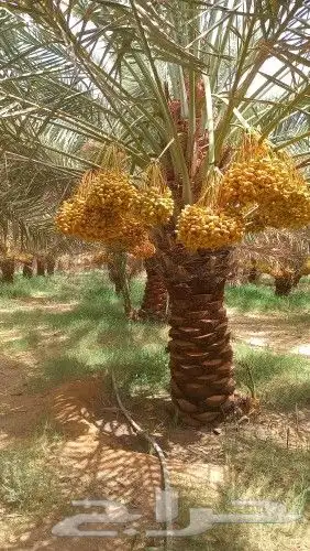 نشتري جميع انواع التمور 4