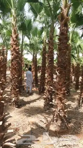 نخل واشنطني امريكي 2