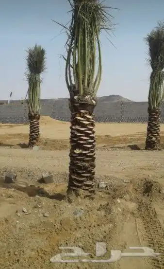 نخل للبيع مثمر وزينه 5