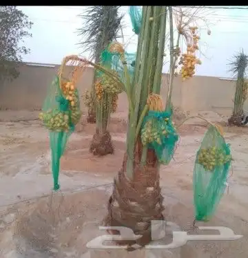 يوجد لدينا جميع أنواع النخيل المثمرة وزينه بجميع المقاسات 2
