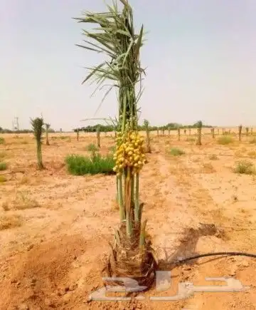 عملائنا الكيرام كما عودناكم نقدم لكم اجود انواع النخيل 14