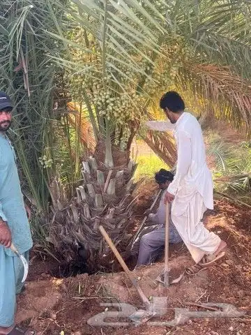 يوجد لدينا جميع أنواع النخيل المثمرة وزينه بجميع المقاسات 0