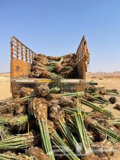 عملائنا الكيرام كما عودناكم نقدم لكم اجود انواع النخيل 18