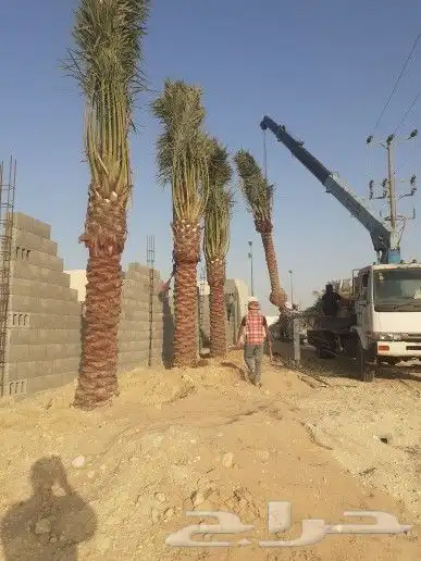 عملائنا الكيرام كما عودناكم نقدم لكم اجود انواع النخيل 10
