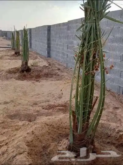 نخل للبيع مثمر وزينه 4
