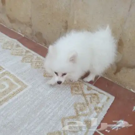 للبيع ع السوم كلب شواوا انثى العمر شهرين 0