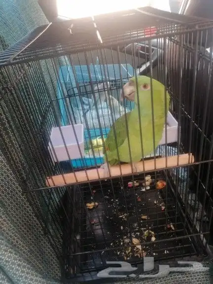 موصل طيور حيونات اليفه امنات 12