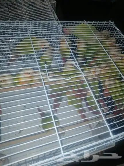 موصل طيور حيونات اليفه امنات 6