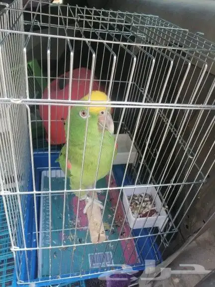 موصل طيور حيونات اليفه امنات 8