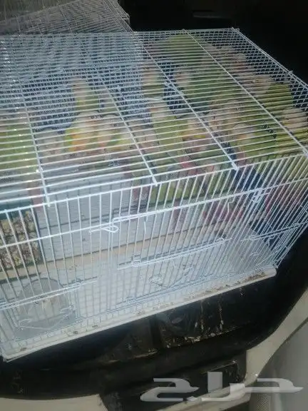 موصل طيور حيونات اليفه امنات 5