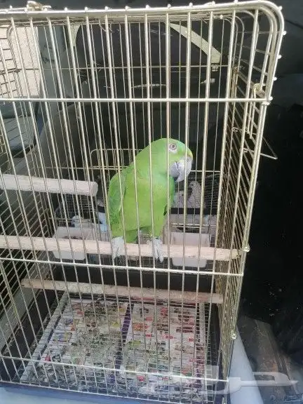 موصل طيور حيونات اليفه امنات 7