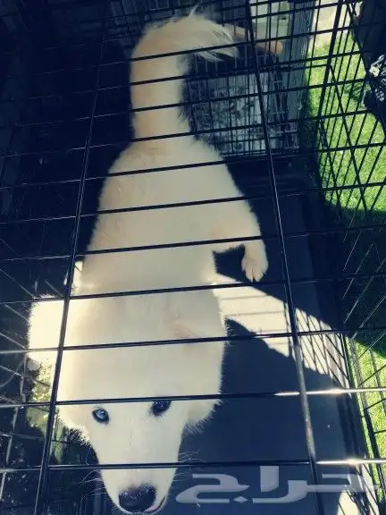 موصل طيور حيونات اليفه امنات 10