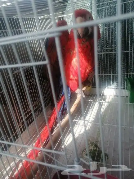 موصل طيور حيونات اليفه امنات 11