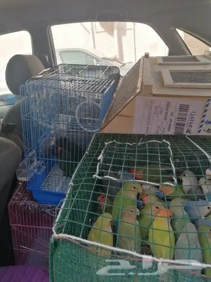 موصل طيور حيونات اليفه امنات 0