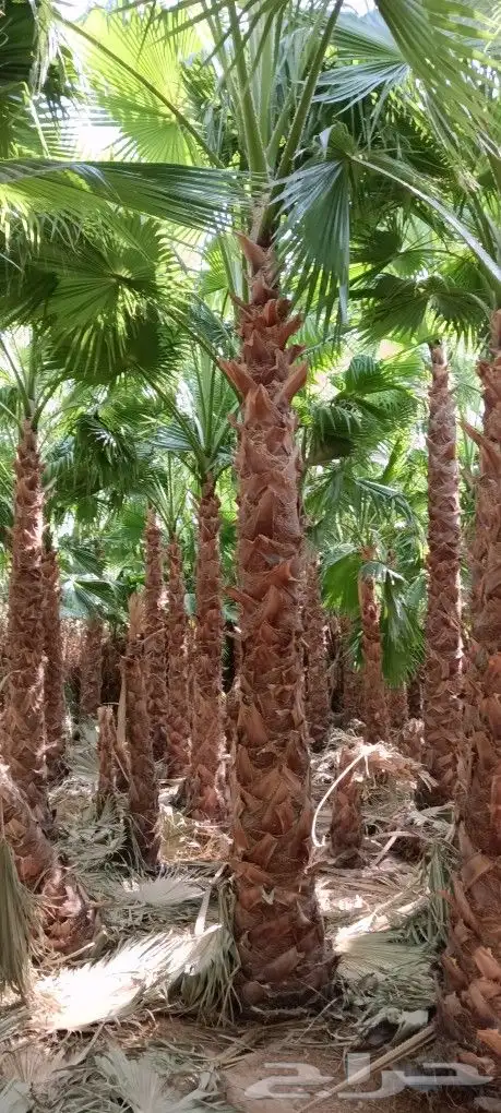 نخل وشنطني أمريكي للبيع جميع انواع المقسات 0