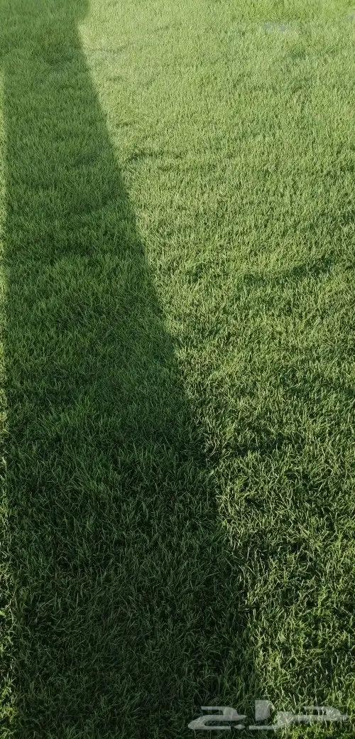 ثيل طبيعي نجيله 3
