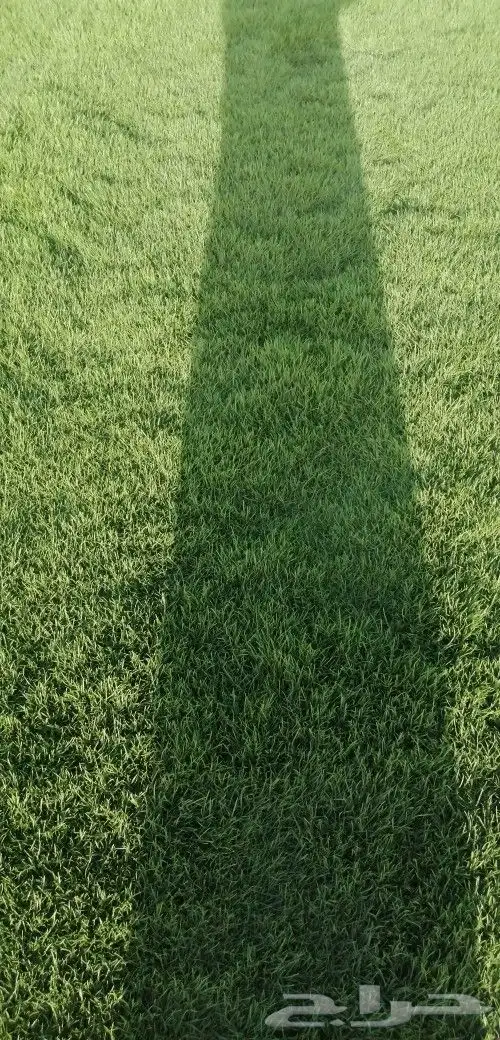 ثيل طبيعي نجيله 2