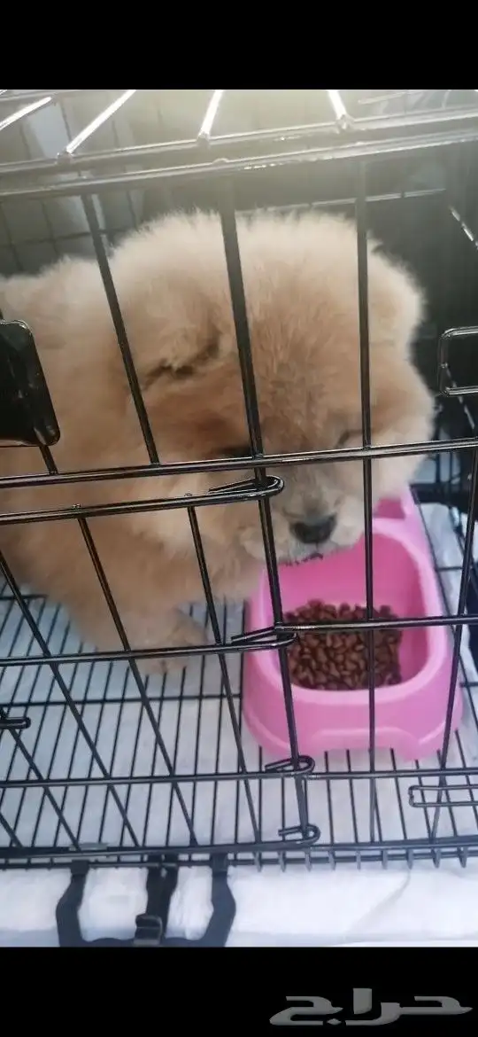 موصل طيور حيونات اليفه امنات 2