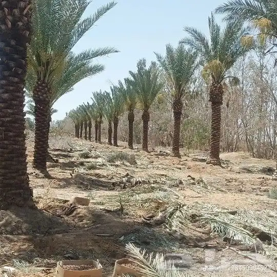 يوجدلدين نخل جميع المقاسات للتواصل 0