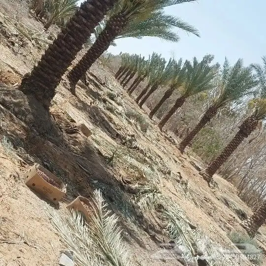 يوجدلدين نخل جميع المقاسات للتواصل 4