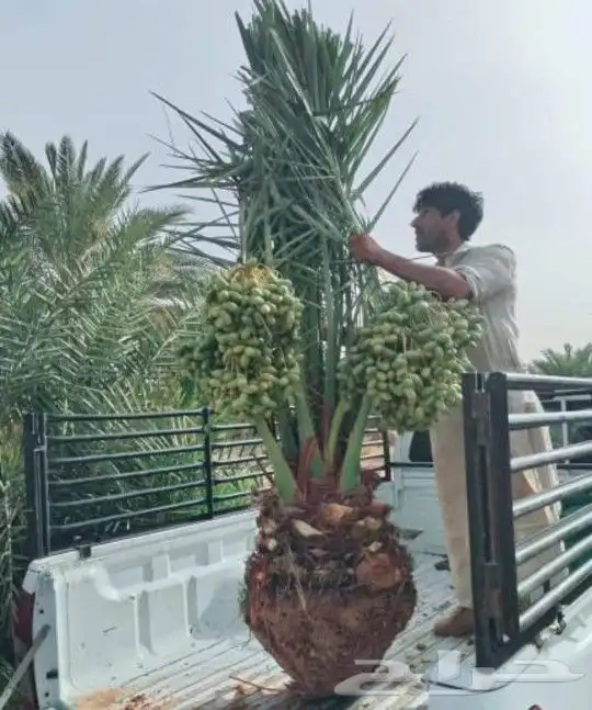 يوجد لدينا جميع أنواع النخيل المثمرة وزينه بجميع المقاسات 1