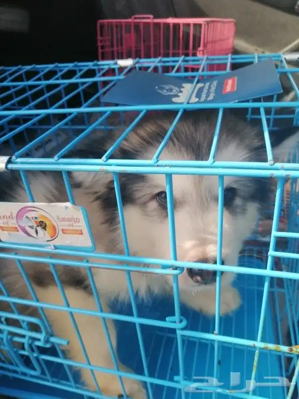 موصل طيور حيونات اليفه امنات 4