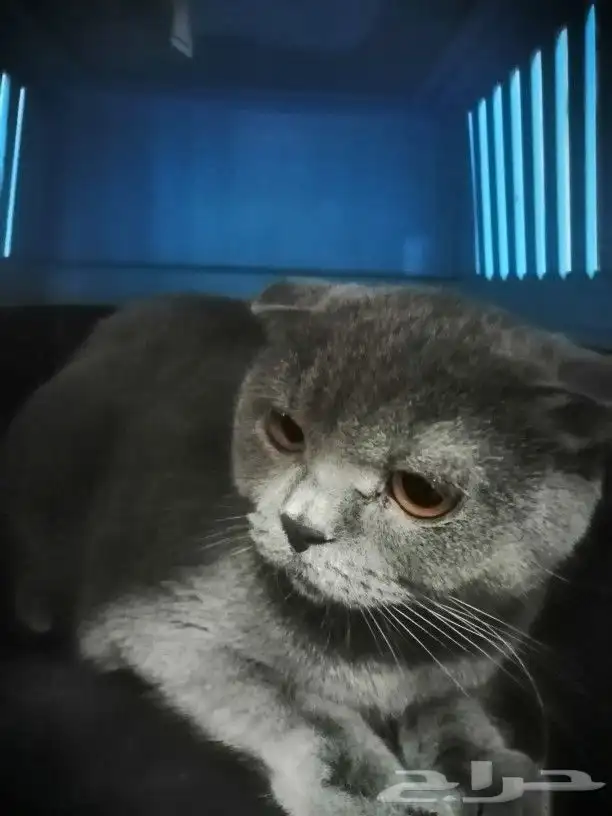 موصل طيور حيونات اليفه امنات 3