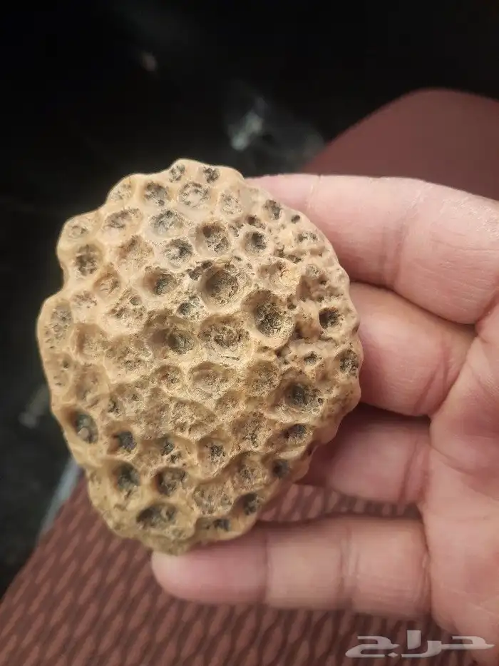 البيع حجارة تشبه خلية نحل 1