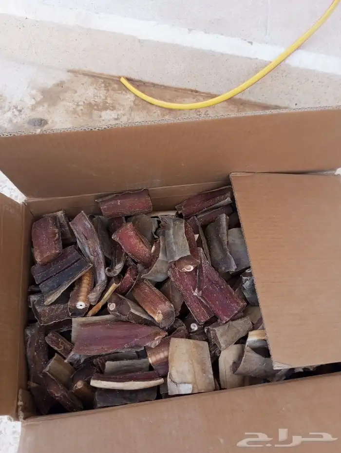 لخم يصم الرأس صم على شروطه 3