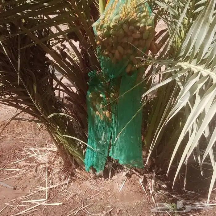 عملائنا الكيرام كما عودناكم نقدم لكم اجود انواع النخيل 5