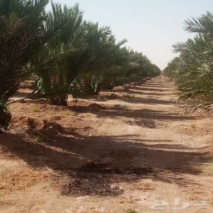 عملائنا الكيرام كما عودناكم نقدم لكم اجود انواع النخيل 6
