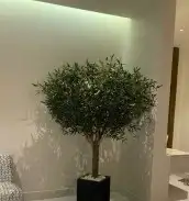 زيتون صناعي بسعار منافسه 6