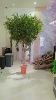 زيتون صناعي بسعار منافسه 0