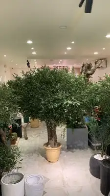 زيتون صناعي بسعار منافسه 3