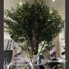 زيتون صناعي بسعار منافسه 8