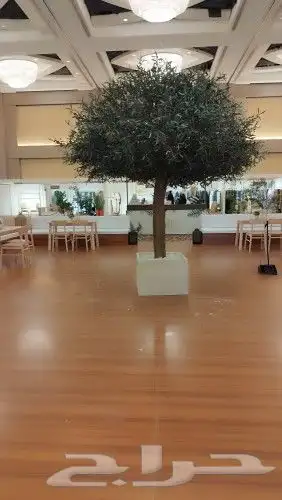 زيتون صناعي بسعار منافسه 9