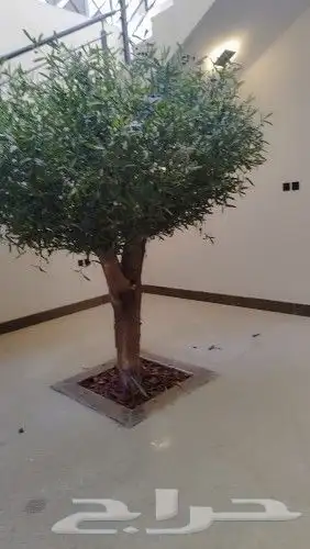 زيتون صناعي بسعار منافسه 7