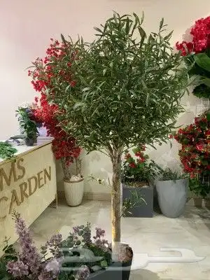 زيتون صناعي بسعار منافسه 5