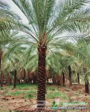 مقاول شبوك واعمال الحداده 13