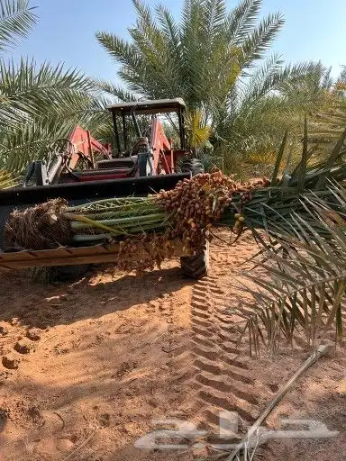 نخيل خلاص درجة اولى اشقر مثمر 2