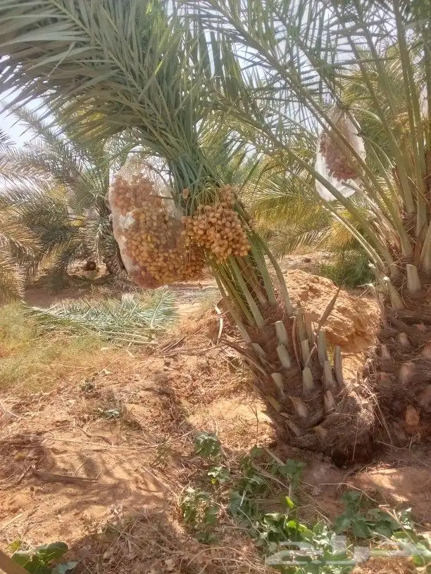 توريد جميع انواع انخل 4