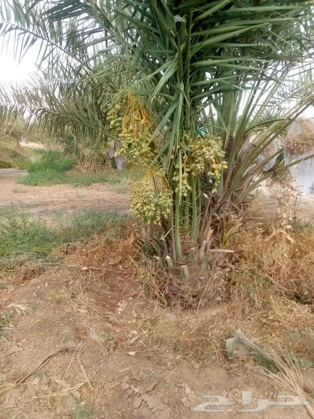 توريد جميع انواع انخل 8