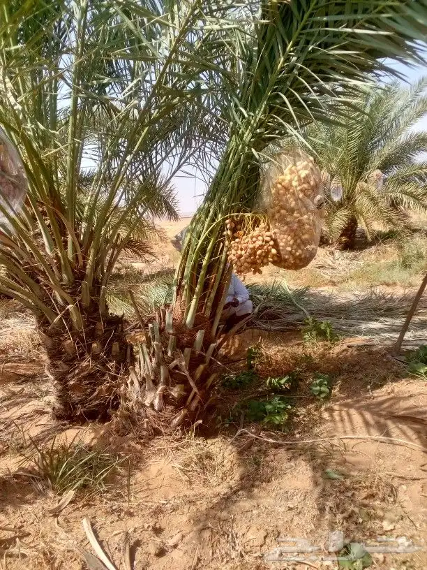توريد جميع انواع انخل 5