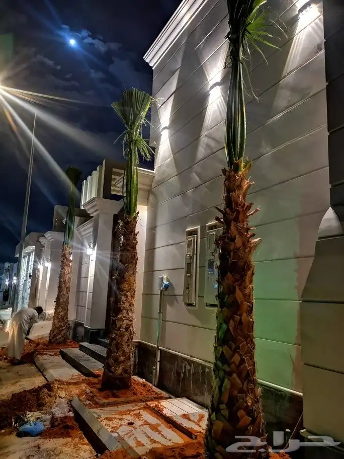 نخل واشنطن نخيل واشنطني 1