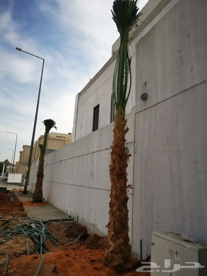 نخل واشنطن نخيل واشنطني 2