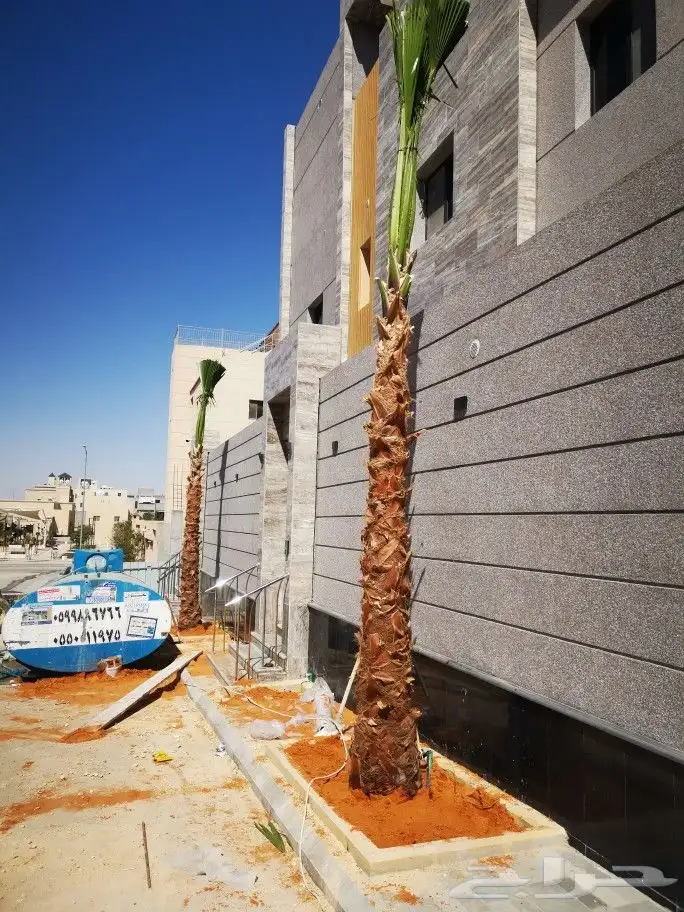 نخل واشنطن نخيل واشنطني 0